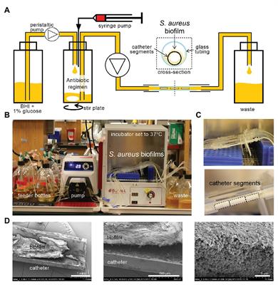 Pulse Dosing of Antibiotic Enhances Killing of a Staphylococcus aureus Biofilm